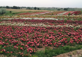 Питомник «Zaxriddin Flower Plantation»