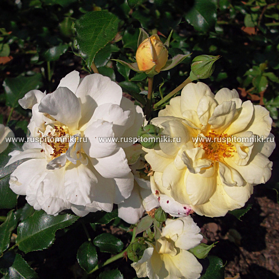 Sunny Rose’. S.