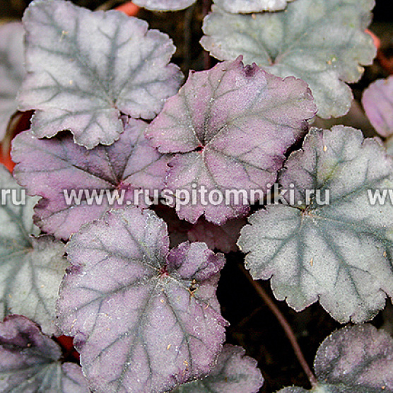 Plum Royale ®