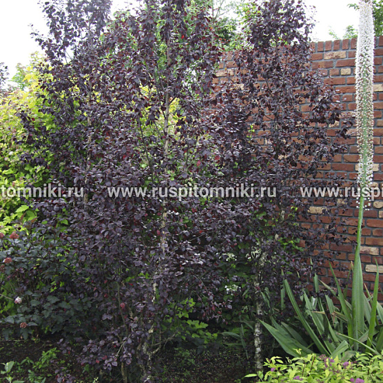 Betula pubescens var. pubescens = B. pubescens f. rubra