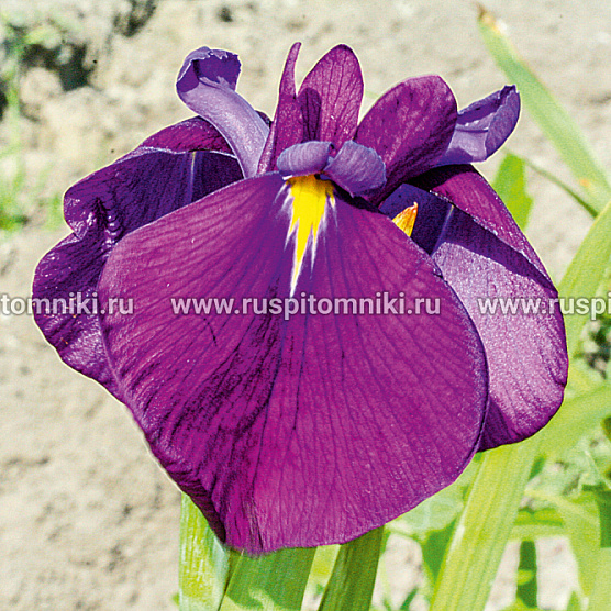 Variegata