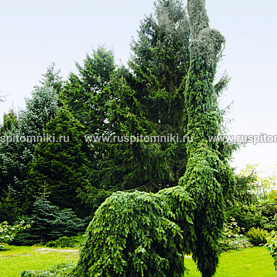 Pendula Bruns