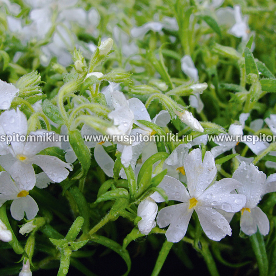 Calvides White