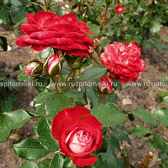 Planten un Blomen
