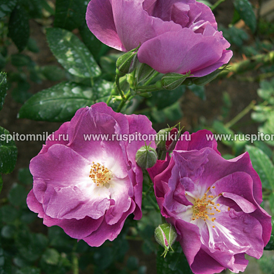Rhapsody in Blue’ = ‘FRAntasia