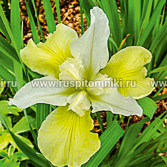 Chartreuse Bounty (C. McEwen, 1983)