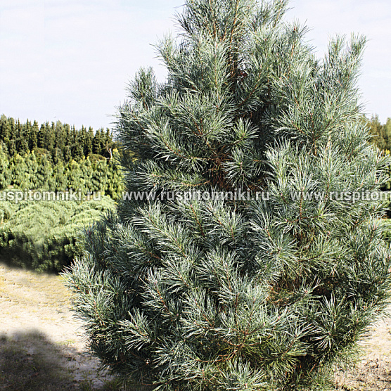 Glauca