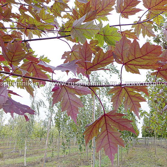 Autumn Blaze` = `Jeffersred