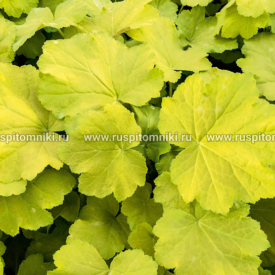 Citronelle
