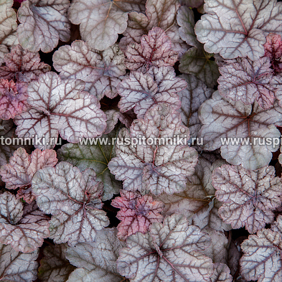 Cinnabar Silver