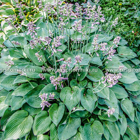 Pacific Blue Edger