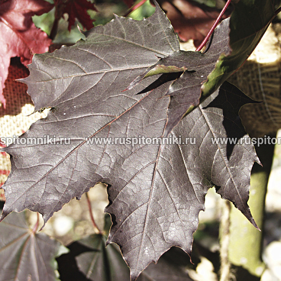 Faassen's Black
