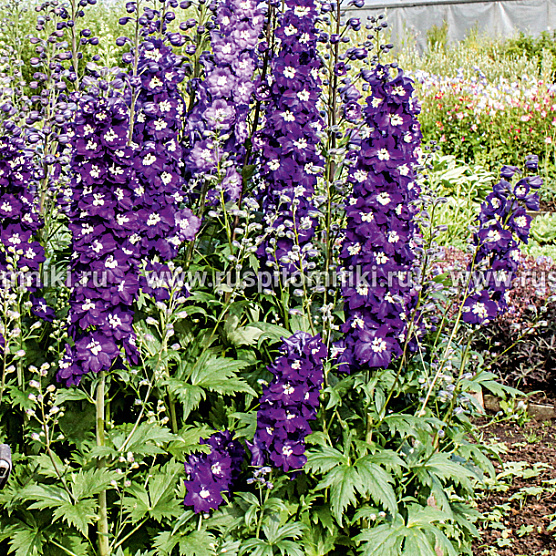 Purple Passion