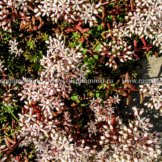 Atropurpureum