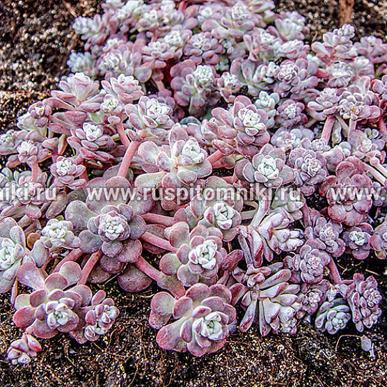 Purpureum