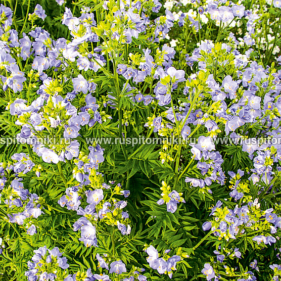 Bambino Blue