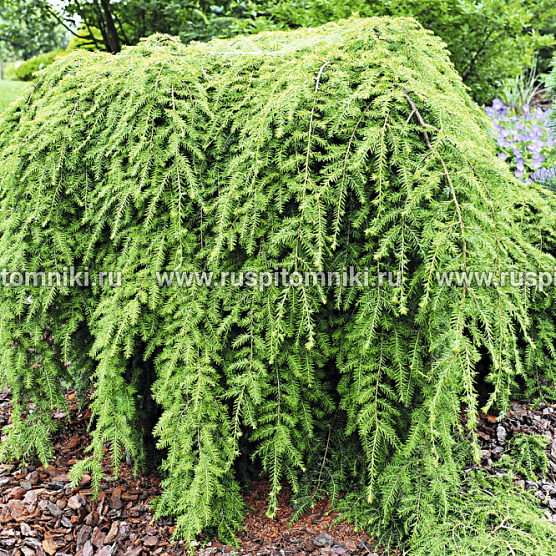 Pendula