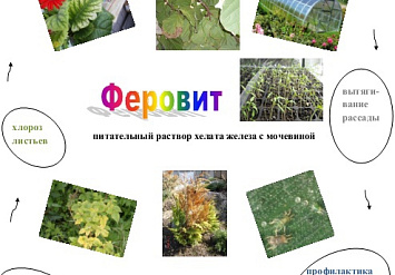 Феровит в декоративном саду
