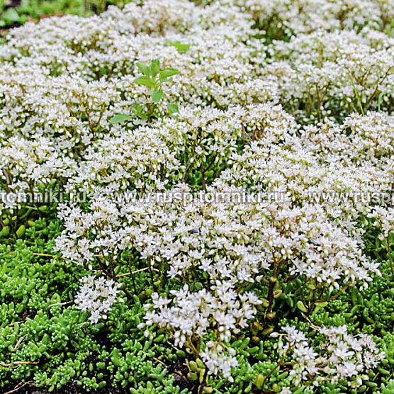 Coral Carpet