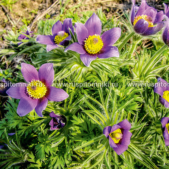 Violet Bells