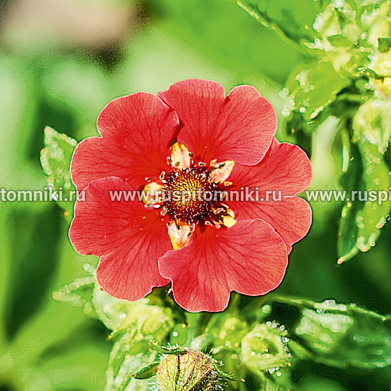 Gibsons Scarlet