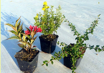 Технология выращивания юных растений в горшках P9