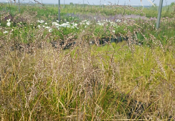 Сибирский питомник цветущих растений СибЛанд