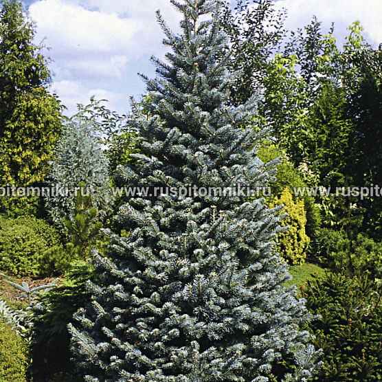 Compacta` = A. arizonica var. glauca compacta