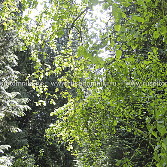 Pendula