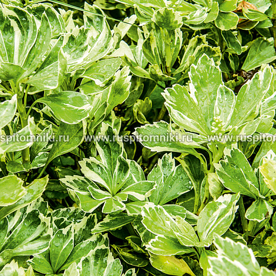 Variegata
