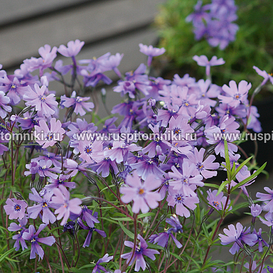 Purple Beauty