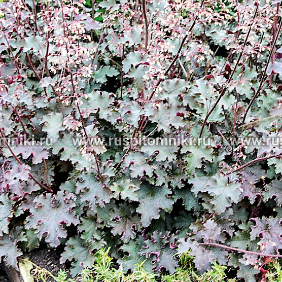 Purple Petticoats