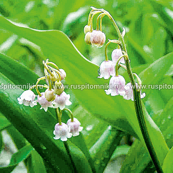 Rosea