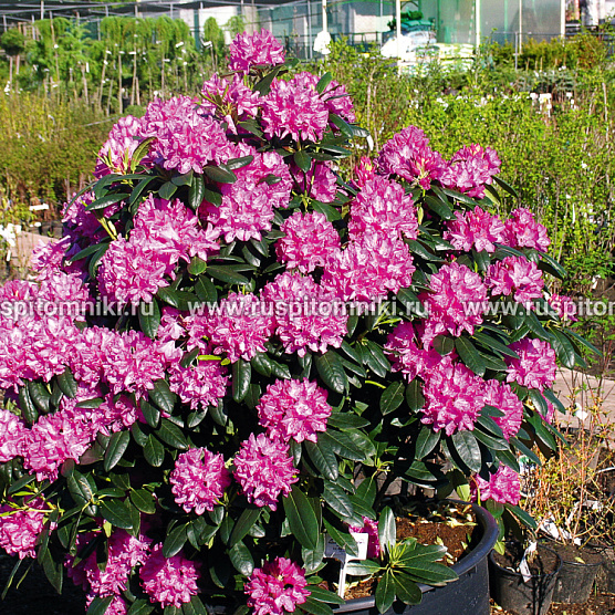 Roseum Elegans
