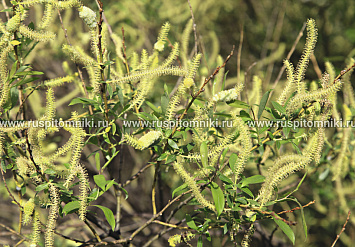 Salix triandra f. discolor