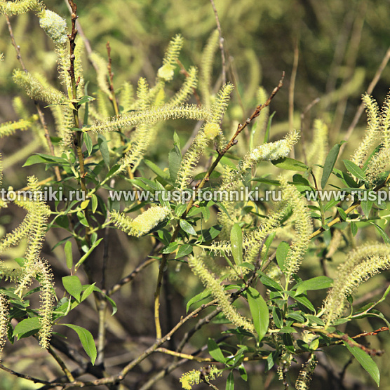 Salix triandra f. discolor