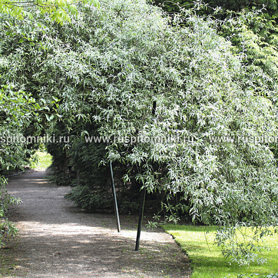 Pendula