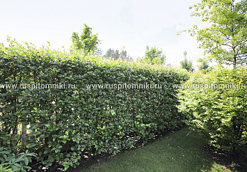 Splendens` = С. × persimilis `Prunifolia `Splendens