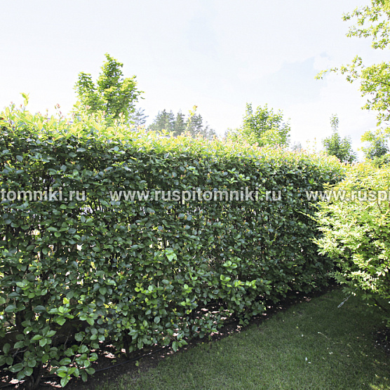 Splendens` = С. × persimilis `Prunifolia `Splendens
