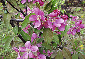 Яблоня пурпурная `Makowieckiana`