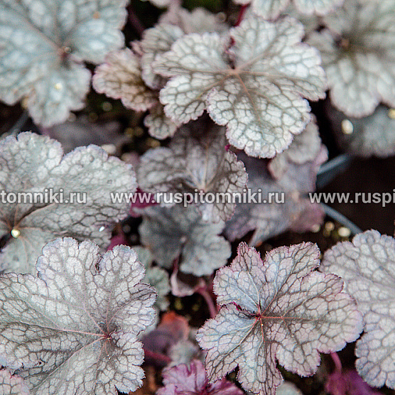 Plum Pudding ®