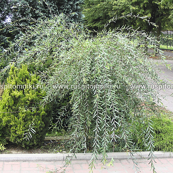 Ива пурпурная ‘Pendula’
