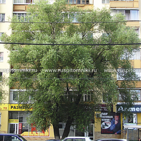 Ива ломкая