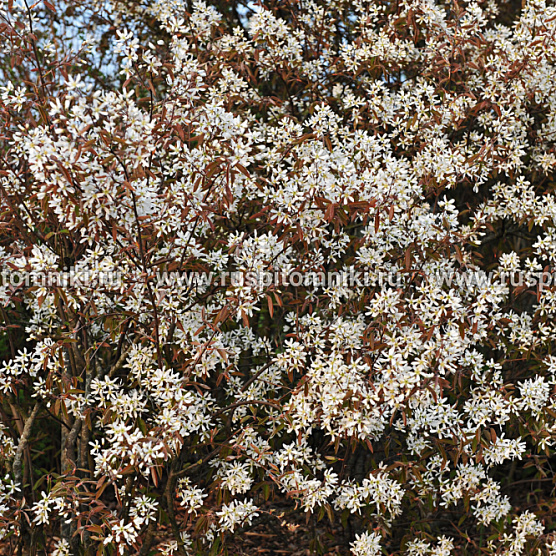 Ирга канадская, ирга Ламарка