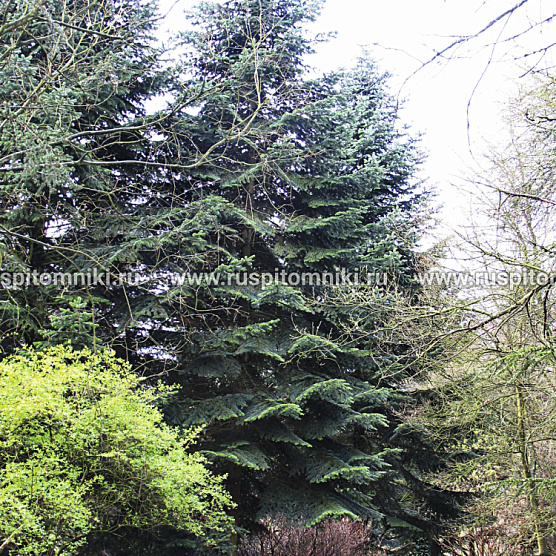 Пихта Нордмана, кавказская