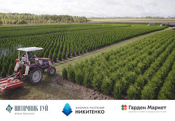17 августа - День открытых дверей в питомнике туй Ирины Любченко и Фабрики растений Никитенко.